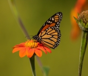 2020 09 13 LongFellowGardens 043